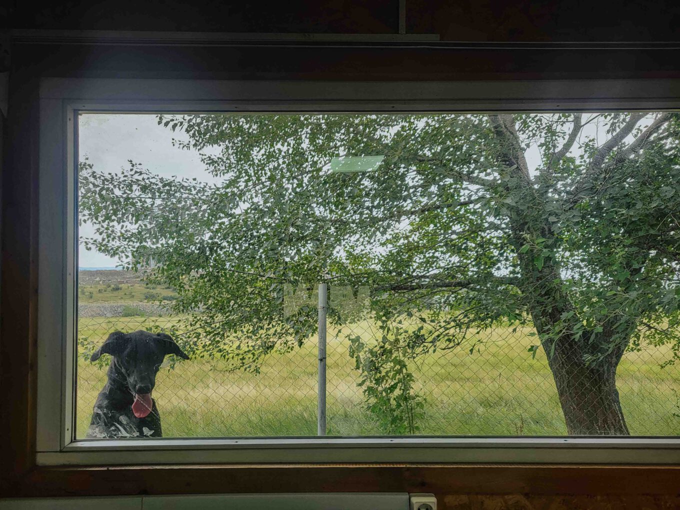 Straßenhund in Georgien schaut durch ein Fenster, dahinter Natur. Szene in Tbilisi, Georgien, Straßenhunde-Rettungsprojekt von NGO DOG Georgia.