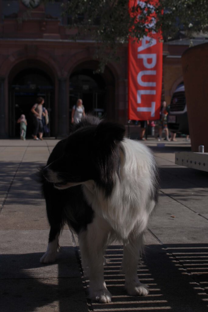 Auch ein Hund kommt bei der Ausgabe von KATAPULT Thüringen vorbei.