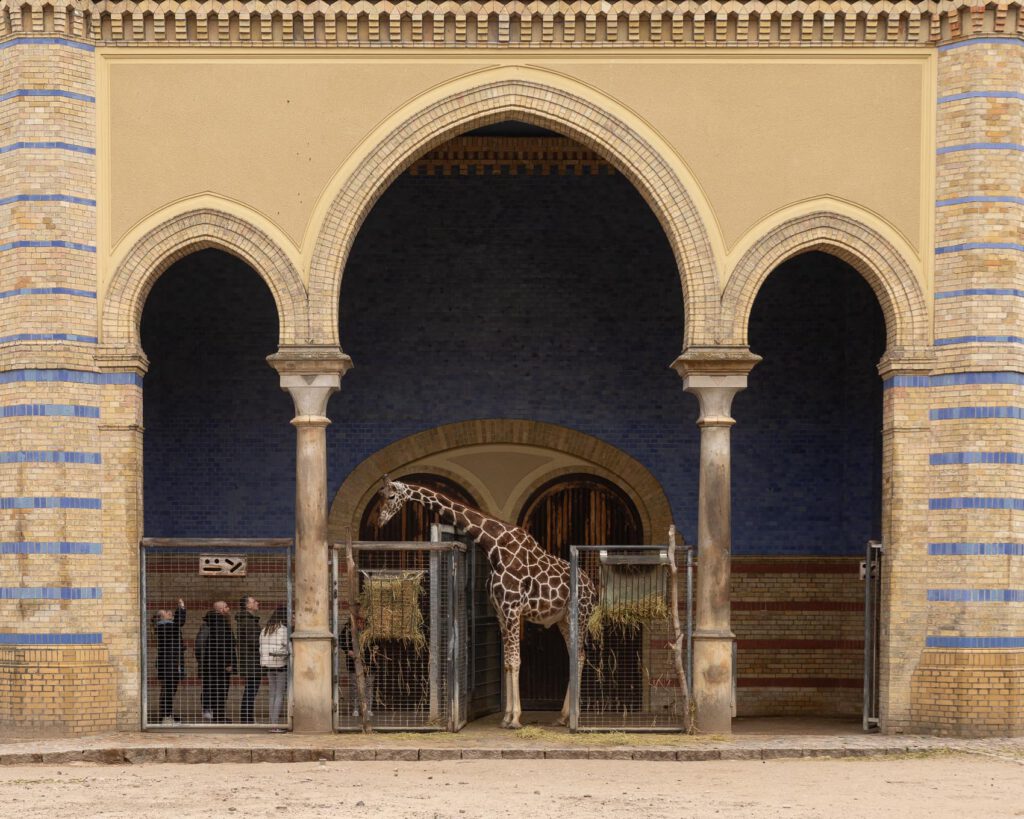 Eine Giraffe im Zoo hinter verzierten Säulen