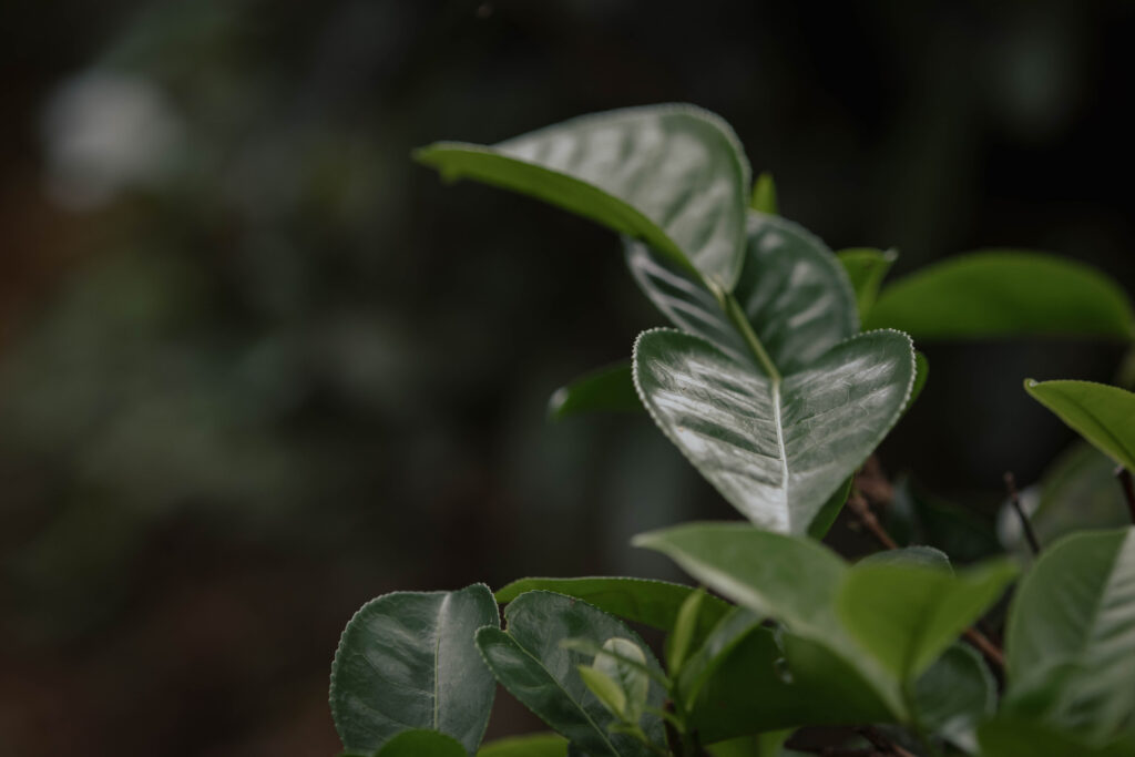 Teeblatt am Strauch Nahaufnahme